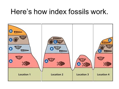 index fossils in a sentence